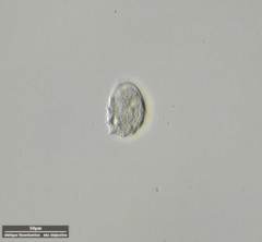 Odontochlamys gouraudi