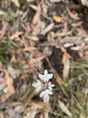 Xanthosia atkinsoniana