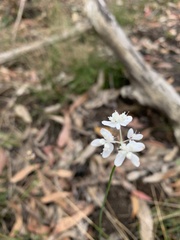 Xanthosia atkinsoniana