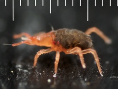 Acari
