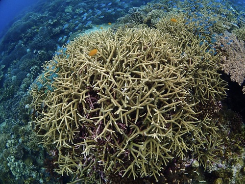 Staghorn coral