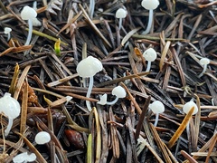 Hemimycena lactea