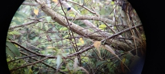 Cyornis tickelliae