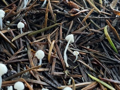 Hemimycena lactea