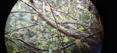 Cyornis tickelliae