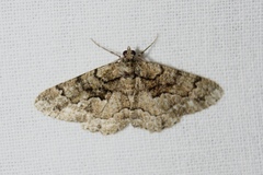 Peribatodes ilicaria
