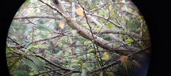 Cyornis tickelliae