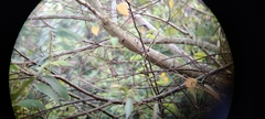 Cyornis tickelliae