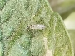 Engytatus modestus