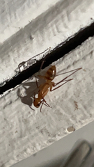 Camponotus variegatus