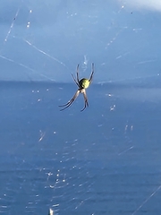 Argiope appensa