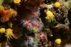 Corallium rubrum
