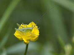 Tettigonia