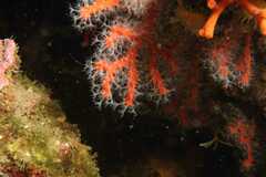 Corallium rubrum