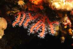 Corallium rubrum