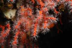 Corallium rubrum