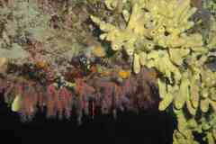 Corallium rubrum