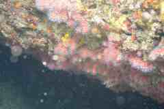 Corallium rubrum
