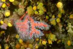 Corallium rubrum