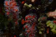 Corallium rubrum