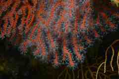 Corallium rubrum