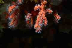 Corallium rubrum