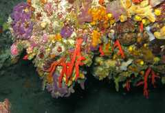 Corallium rubrum