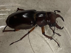 Lucanus capreolus