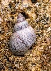 Littoraria pintado