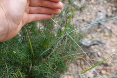 Anthosachne scabra