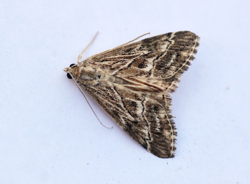Evergestis spiniferalis