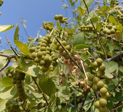 Image of Maerua oblongifolia by (c) Malaika Mathew Chawla, some rights reserved (CC BY)
