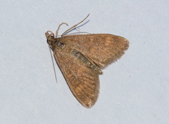 Mecyna salangalis