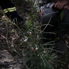 Grevillea linearifolia