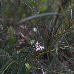 Grevillea linearifolia