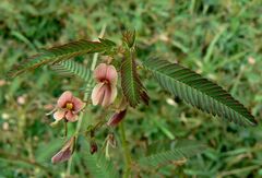 Aeschynomene americana