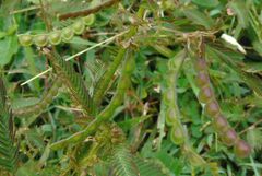 Aeschynomene americana