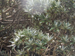 Brachyglottis stewartiae