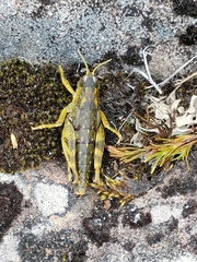 Brachaspis collinus
