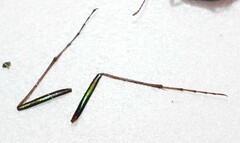 Cicindela nigrocoerulea