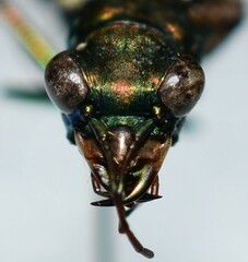 Cicindela nigrocoerulea