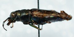 Cicindela nigrocoerulea
