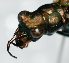 Cicindela nigrocoerulea