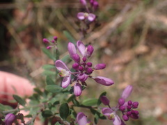 Comesperma ericinum