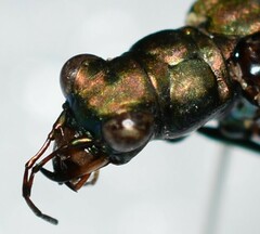 Cicindela nigrocoerulea