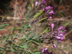 Comesperma ericinum