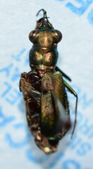 Cicindela nigrocoerulea