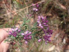 Comesperma ericinum