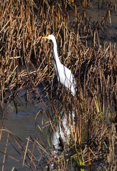 Ardea alba egretta