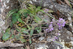 Ajuga australis